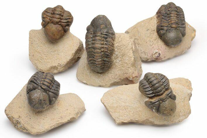Bargain Reedops Trilobite Fossils - 2 to 3" - Photo 1